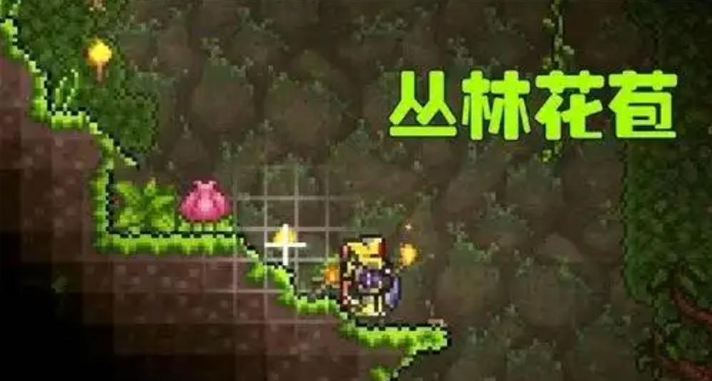 泰拉瑞亚的丛林之花在哪里 泰拉瑞亚的丛林之花在哪里