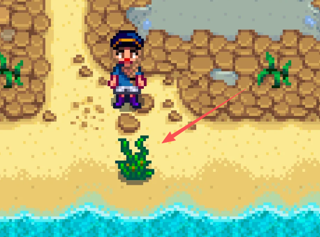 星露谷物语海草哪里买